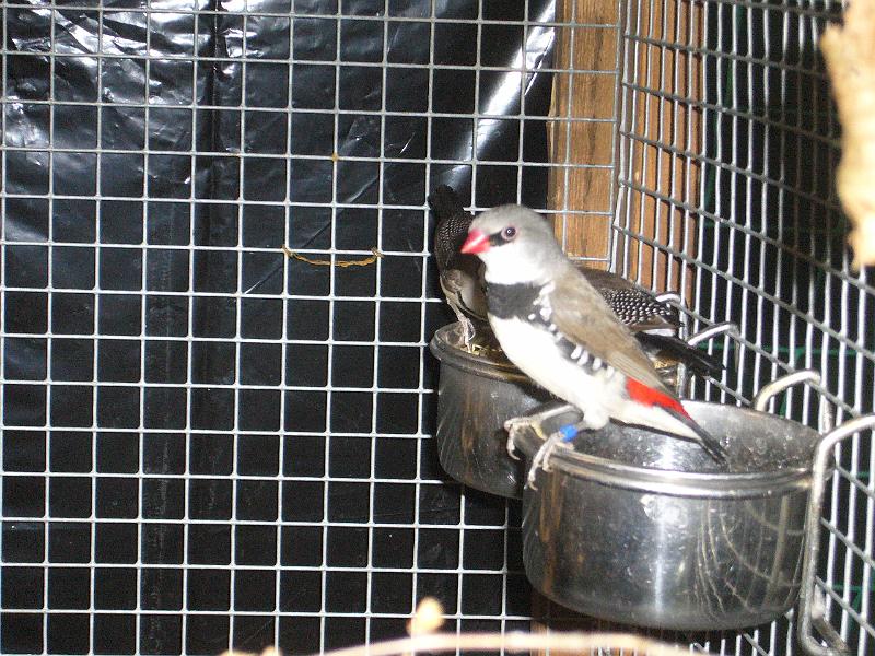 Ortsschau Langenberg 2008 213.jpg - Diamantfinken von Peter Hanigk Preis al 97 E